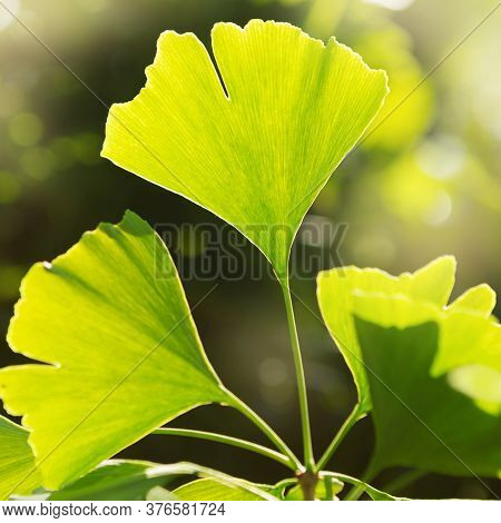 Ginkgo Bilobo Leaves Close-up, In Beautiful Sunny Light, Medicinal Plant