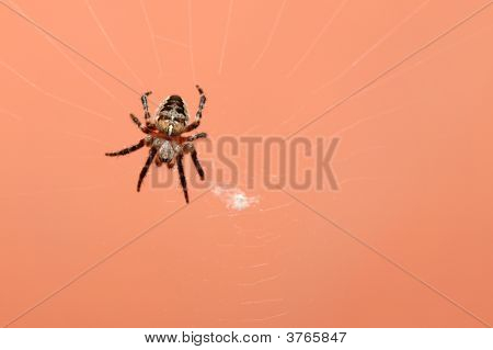 Ragno gira un Web