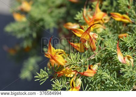 Lotus Vine - Latin Name - Lotus Maculatus