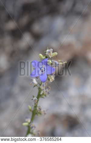 Chimney Bellflower - Latin Name - Campanula Pyramidalis