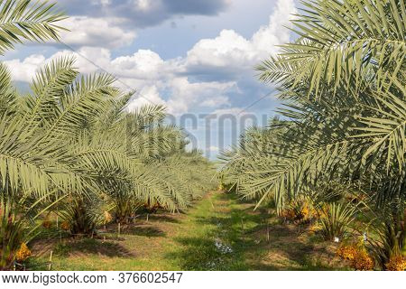 Bunch Of Palm Fruit Garden Thailand. Agriculture Economy / New Season Dates On A Date Palm Tree