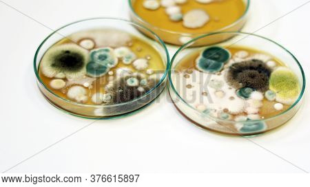 Colonies Of Yeasts, Molds, Fungal Testing In Clinical Samples, Malt Extract Agar In Petri Dish Using