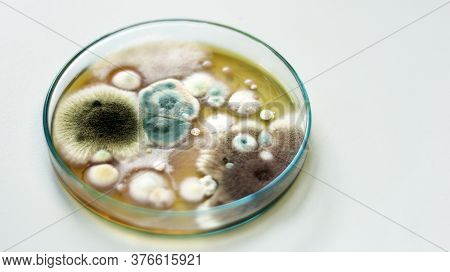 Colonies Of Yeasts, Molds, Fungal Testing In Clinical Samples, Malt Extract Agar In Petri Dish Using