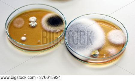 Malt Extract Agar In Petri Dish Using For Growth Media To Isolate And Cultivate Yeasts, Molds And Fu