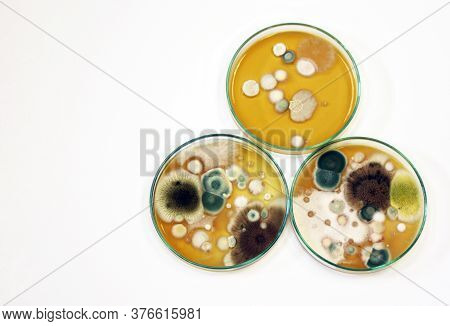 Colonies Of Yeasts, Molds, Fungal Testing In Clinical Samples, Malt Extract Agar In Petri Dish Using