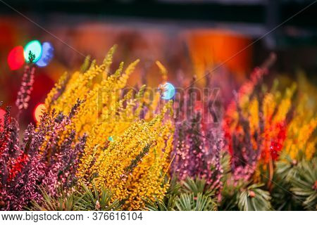 Bush Of Yellow And Red Colors Calluna Plants In Pots In Garden.