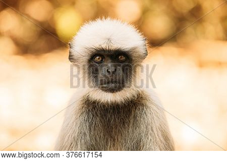Goa, India. Gray Langur Monkey Close Up Portrait