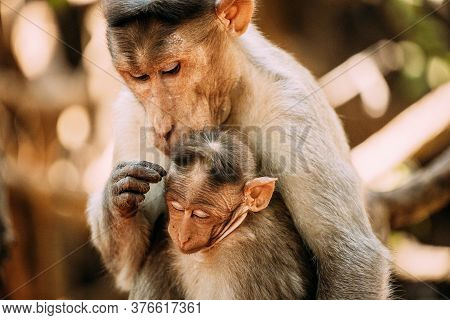 Goa, India. Bonnet Macaque - Macaca Radiata Or Zati Is Looking For Fleas On Its Cub. Close Up. Monke