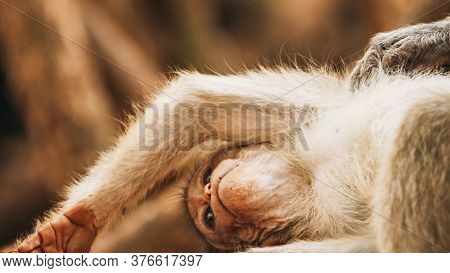Goa, India. Bonnet Macaque - Macaca Radiata Or Zati Is Looking For Fleas On Its Cub. Close Up Monkey