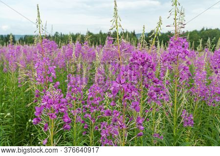 Epilobium Is A Tall, Sometimes Taller Than Human Height, Herbaceous Plant