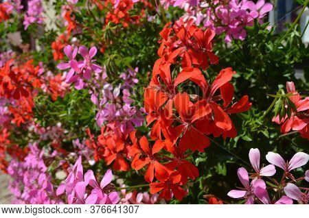 Background Of Pink And Red Pelargonium Flowers (commonly Known As Geraniums, Pelargoniums Or Storksb