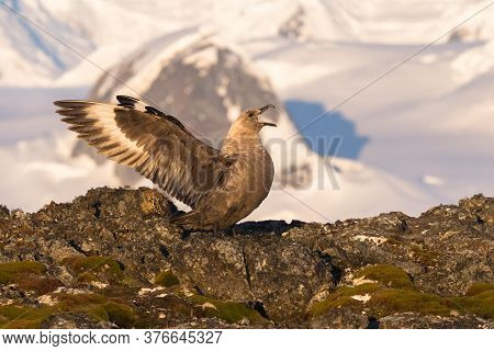 The South Polar Skua Stercorarius Maccormicki Graham Land, Argentine Islands, Antarctica