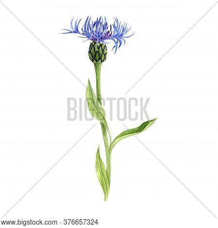 Watercolor Drawing Cornflower , Blue Centaurea, Isolated Floral Element At White Background, Hand Dr