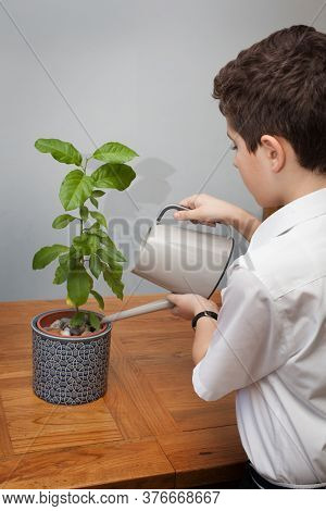 A Child Watering A Lemon Tree House Plant, A Child Watering A Lemon Tree House Plant, Taken On The 2