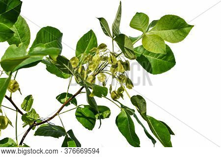 Young Branch With Green Seeds Of The Ptelea Trifoliata Tree, Closeup, Isolated On White Background. 