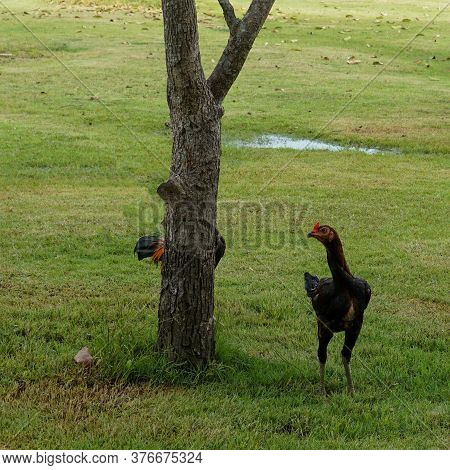 Rooster Or Hen Playing Hide And Seek With One Another In The Field Of Grass Meadows. A Rooster Hides