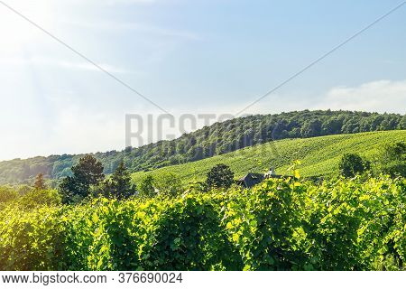 Vineyard Rows Of The City Of Vienna Austria