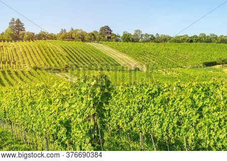Vineyard Rows Of The City Of Vienna Austria In The Northern Grinzing Area