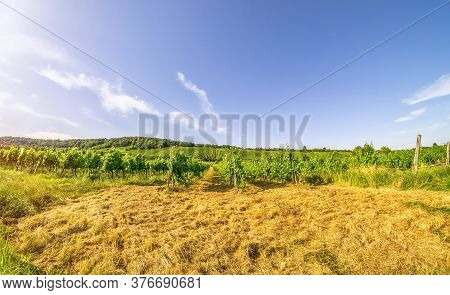 Wide Angle View Vineyard Rows Of The City Of Vienna Austria In The Northern Grinzing Area