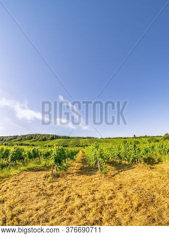 Wide Angle View Vineyard Rows Of The City Of Vienna Austria In The Northern Grinzing Area