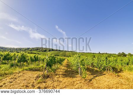 Wide Angle View Vineyard Rows Of The City Of Vienna Austria In The Northern Grinzing Area