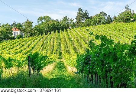 Vineyard Rows Of The City Of Vienna Austria In The Northern Grinzing Area