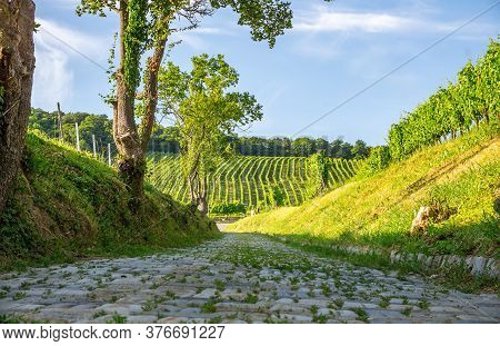 Vineyard Rows Of The City Of Vienna Austria In The Northern Grinzing Area