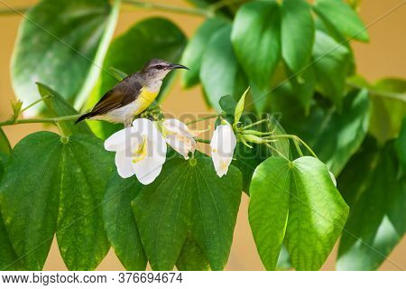 Purple Rumped Sunbird (leptocoma Zeylonica) Captured While Sitting On A Twig With White Flowers