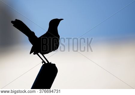 Silhouette Of Indian Robin (copsychus Fulicatus) Perching On A Pole