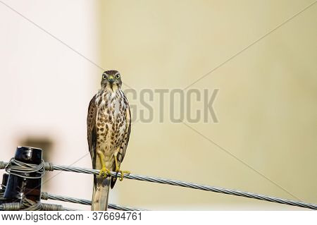 Portrait Of Shikra (accipiter Badius) Perched On A Power Line Looking Directly At The Camera