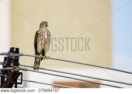 Portrait Of Shikra (accipiter Badius) Perched On A Power Line