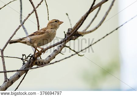 Portrait Of Female House Sparrow (passer Domesticus) Perched On A Twig.