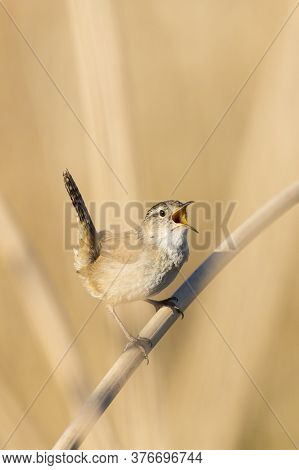 Tiny Bewicks Wren Hidden In Tan Colored Reeds, Singing During Mating Season