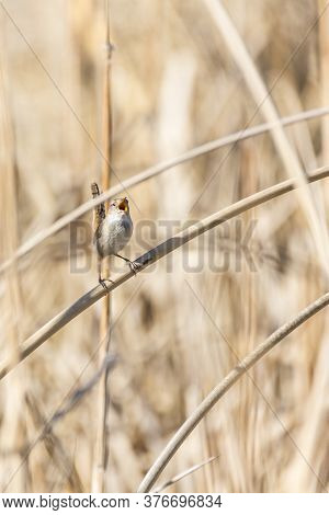 Tiny Bewicks Wren Hidden In Tan Colored Reeds, Singing During Mating Season