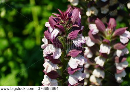 The Upright White And Purple Flowers Of Bear's Breeches 'morning's Candle'