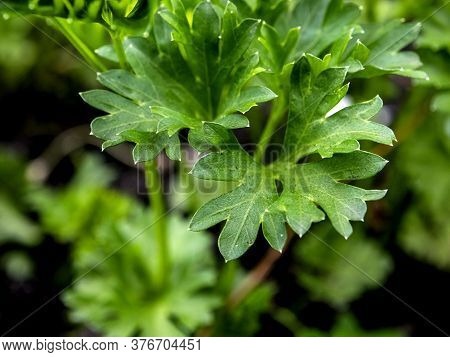 Leaves Parsley, Plant Image & Photo (Free Trial) | Bigstock