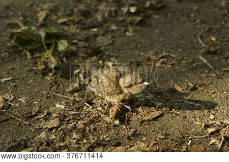 The Bird Blackbird Chick Fell Out Of The Nest And Sits In A Park On The Ground Among The Dried Leave