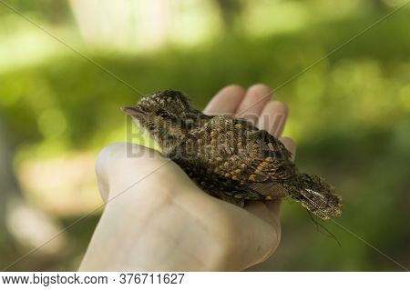 A Blackbird Chick Falling Out Of The Nest On The Human Palm.