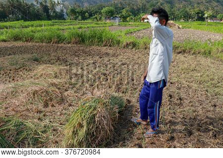 Farmers Harvesting Rice Field. Threshing Rice, Farmer Manual Rice Harvest. An Elderly Balinese Man T
