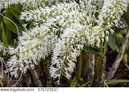 Dendrobium Speciosum Group Of Small White Flowers In Bloom, Orchid Flowers
