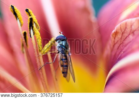 Closeup View Of A Hoverfly - Family Syrphidae