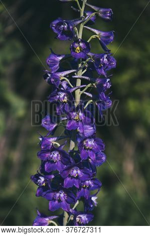 Aconitum Soongaricum. Steppe Plant. Poison Plants. Wolf's-bane.