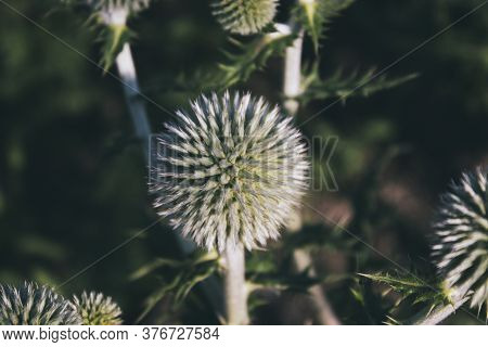 Carduus Acanthoides. Common Thistles. Honey Plant. Thistles