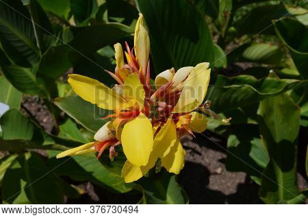 Yellow Flowers Of Canna Indica, Commonly Known As Indian Shot, African Arrowroot, Edible Canna, Purp