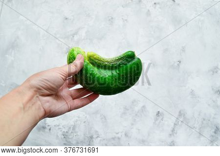 Trendy Ugly Vegetables. Fresh Ugly Cucumbers In A Female Hand On A Concrete Gray Background. Imperfe