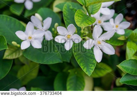Pretty Green Leaves Bush And Pure White Petite Starry Petals Of Snowflake, Fragrant Flower Blossom, 