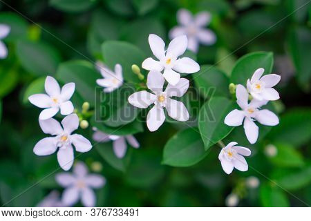Beautiful Green Leaves Bush And Petite Starry Pure White Petals Of Snowflake Fragrant Flower Bloomin