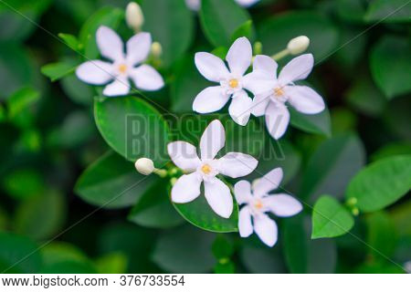 Beautiful Green Leaves Bush And Petite Starry Pure White Petals Of Snowflake Fragrant Flower Bloomin