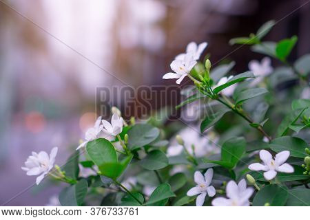 Beautiful Green Leaves Bush And Petite Starry Pure White Petals Of Snowflake Fragrant Flower Blossom