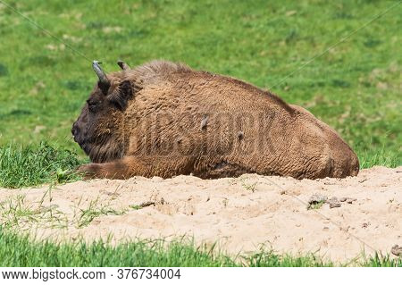 Bison In Glacial Wild Reserve In The Neander Valley In A Green Meadow